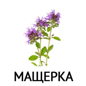 Мащерка