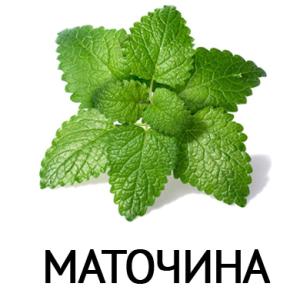 Маточина