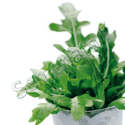 Семена за Рукола Грация (Grazia)