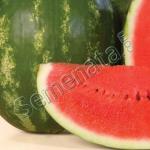 Сертифицирани семена за диня Каристан / Karistan F1 - дини ниски цени