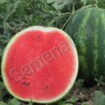 Сертифицирани семена за диня Каристан / Karistan F1 - дини ниски цени