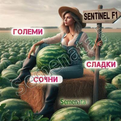 Сертифицирани семена за дини Сентинел ( Sentinel ) Seminis ниска цена !