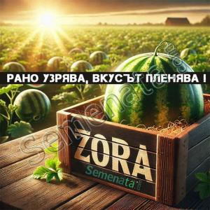 Сертифицирани семена за Дини Зора F1 / Zora F1 на марката ZKI – Най-ранният хибрид.