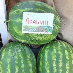 Арашан (Arashan) Арашан (Arashan)