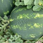 Сертифицирани семена за диня Мирто / Mirto F1 - дини ниски цени