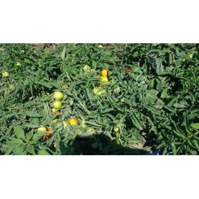 CXD_142 