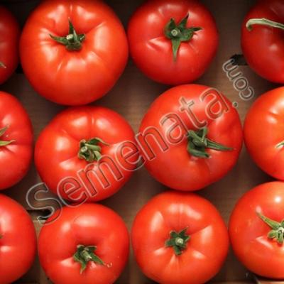 Семена оранжерийни домати Етерей ( Eterei )