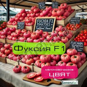 Сертифицирани семена за розови Домати Фуксия ( Fuchia F1 ) Ниска Цена !