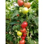 Сертифицирани семена за розови Домати Фуксия ( Fuchia F1 ) Ниска Цена !