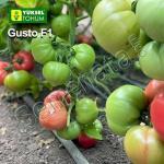 Розови Домати Густо Пинк ( Gusto Pink )