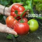 Розови Домати Густо Пинк ( Gusto Pink )