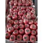 Розови Домати Густо Пинк ( Gusto Pink )