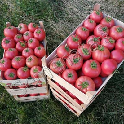 Розови Домати Густо Пинк ( Gusto Pink )