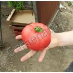 Сертифицирани семена за розови домати Мулти Пембе F1 / Multi Pembe F1 / добра цена