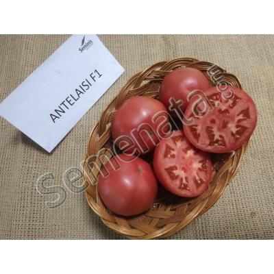 Розови домати Антелайзи ( Antelaisi )