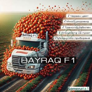 Сертифицирани семена за консервни домати Байряк / BAYRAQ F1 ниска цена