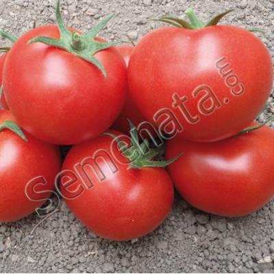 Семена домати Берно (Berno)