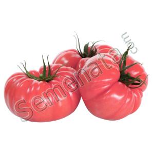 Многокамерни домати Касароса ( Cassarosa ) Многокамерни домати Касароса ( Cassarosa )