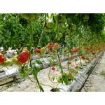 Многокамерни домати Касароса ( Cassarosa )