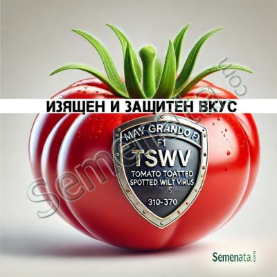 Сертифицирани семена за  домати НОВОТО Грандо F1 / Grando F1 TSWV