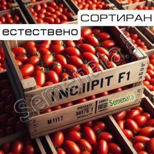 Сертифицирани семена за консервни домати Инципит / Incipit F1 добра цена