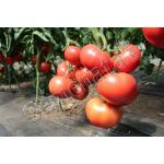 Malduo F1 ot Syngenta, top cena