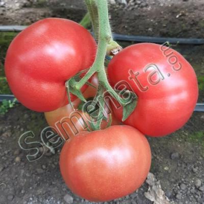 Семена за розови домати Малдуо ( Malduo )