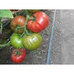 Malduo F1 ot Syngenta, top cena