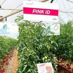 Сертифицирани семена за розов домат Пинк ИД F1 / Pink ID F1 от Seminis на ниска цена