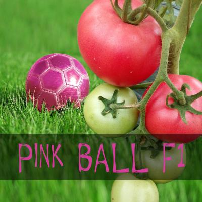 Розови домати Пинк Бол (Pink Ball)