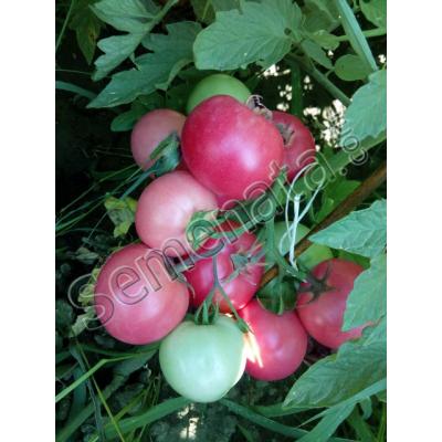 Розови домати Пинк Бол (Pink Ball)