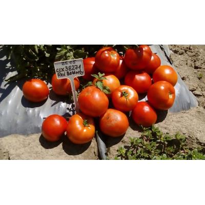 Безколови Домати Ред Баунти ( Red Bounty )