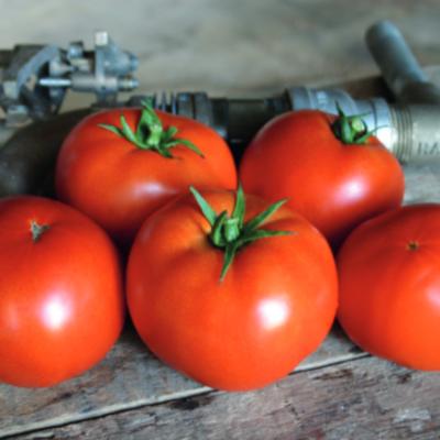 Безколови Домати Ред Баунти ( Red Bounty )