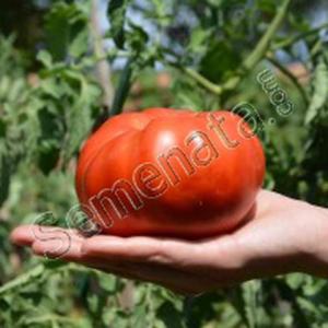Руж (Rouge) Руж (Rouge)