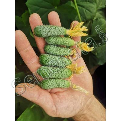 Семена за корнишони Кибрия ( Kybria )