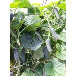 Корнишони SV 3506 CV F1 - Gherkins SV 3506 CV Seminis