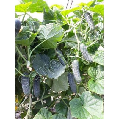 Корнишони SV 3506 CV F1 - Gherkins SV 3506 CV Seminis