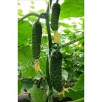 Корнишони SV 3506 CV F1 - Gherkins SV 3506 CV Seminis