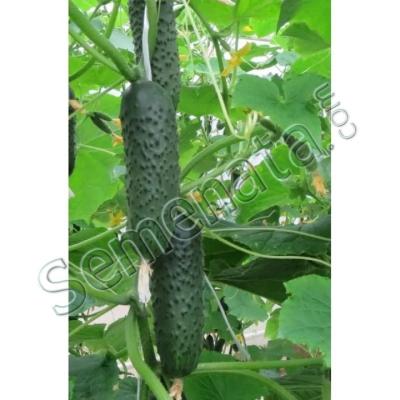 Корнишони SV 3506 CV F1 - Gherkins SV 3506 CV Seminis