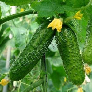 Семена за корнишони Амур ( Amur )