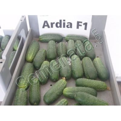 Ардиа (Ardia)