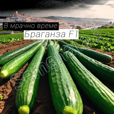 Семена за Краставици Браганза ( Braganza ) Ниски Цени !
