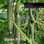 Семена за краставицс Есбен ( Esben ) оригинала на добра цена !