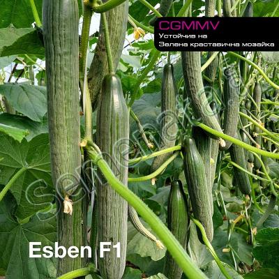 Семена за краставицс Есбен ( Esben ) оригинала на добра цена !