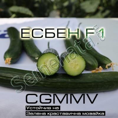 Семена за краставицс Есбен ( Esben ) оригинала на добра цена !
