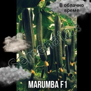 Семена за Хибрид Краставици Марумба ( Marumba ) Топ Цена !