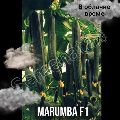 Семена за Хибрид Краставици Марумба ( Marumba ) Топ Цена !