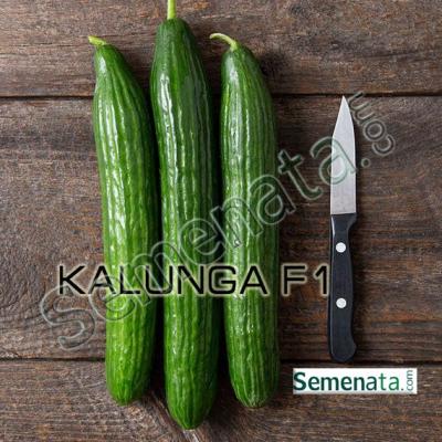 Семена за краставици Калунга ( Kalunga ) ниски цени!