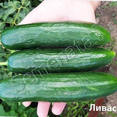 Ливас (Lyvas)