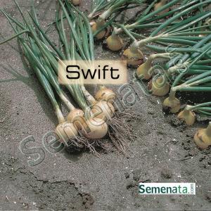 Семена за презимуващ лук Суифт ( Swift ) супер цена